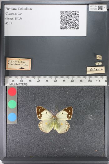 Media type: image;   Entomology 125290